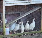 Jonge parelhoenders poelepetaten, Dieren en Toebehoren, Pluimvee, Meerdere dieren, Eend