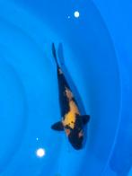 hi utsuri 26 cm, Dieren en Toebehoren, Vissen | Vijvervissen, Karper of Koi