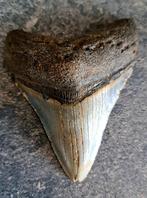 Megalodon Tand- USA- South Carolina ORIGINEEL	8.8x7.x2.2	cm, Ophalen of Verzenden, Fossiel