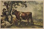 Paulus potter de jonge stier ongelopen ansichtkaart (139), Ophalen of Verzenden, Ongelopen