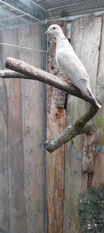 Te koop tortelduif lachduifje, Dieren en Toebehoren, Mannelijk, Tortelduif
