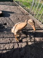 Indische loopeenden, Dieren en Toebehoren, Pluimvee, Geslacht onbekend, Eend
