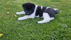 Amerikaanse akita pup 8 weken oud reutje, Dieren en Toebehoren, Honden | Poolhonden, Keeshonden en Oertypen, CDV (hondenziekte)
