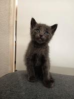 prachtige kittens opzoek naar een liefdevol thuis, Meerdere dieren