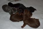5 Teckel-baasjes gezocht voor onze pups !, Particulier, Rabiës (hondsdolheid), Meerdere, 8 tot 15 weken