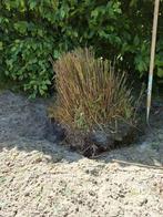 Gratis bamboe struik., Tuin en Terras, Planten | Bomen, Ophalen, Bloeit niet, Halfschaduw, Overige soorten