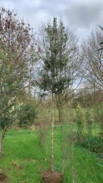 Steeneiken hoogstam  8-10-12cm 250/350cm groenblijvend, Tuin en Terras, Planten | Bomen, Halfschaduw, Ophalen of Verzenden