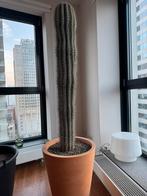 Cactus pachycereus pringlei, Tuin en Terras, Overige soorten, 100 tot 250 cm, Zomer, Ophalen