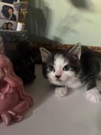 Kittens, Geslacht onbekend, Kortharig, 0 tot 2 jaar
