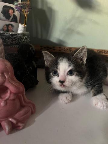 Kittens beschikbaar voor biedingen