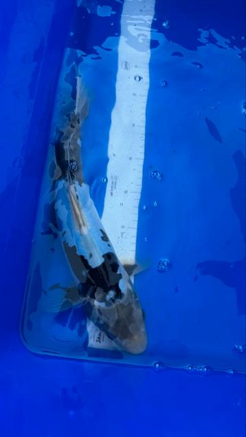 Komonryu beschikbaar voor biedingen