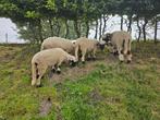 Laatste 2 Walliser Schwarznase ooien, Dieren en Toebehoren, Schapen, Geiten en Varkens, Vrouwelijk, Schaap