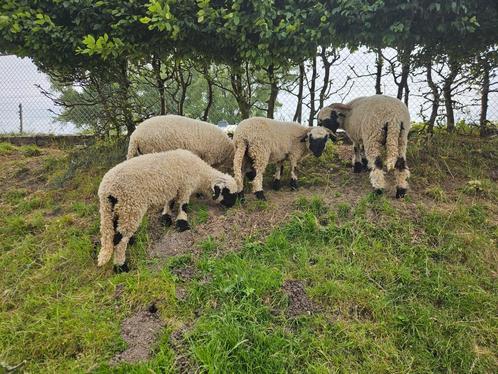 Laatste 2 Walliser Schwarznase ooien, Dieren en Toebehoren, Schapen, Geiten en Varkens, Schaap, Vrouwelijk