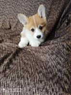 Welsh corgi pembroke pup, Dieren en Toebehoren, 8 tot 15 weken, Eén hond, Nederland, Particulier
