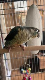 Pyrhurra tam, Maart, Geslacht onbekend, Overige typen, Tam