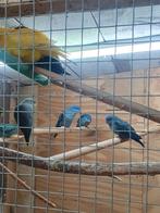 2 x d turquoise catharina parkieten poppen 2025, Dieren en Toebehoren, Vogels | Parkieten en Papegaaien, Vrouwelijk, Parkiet