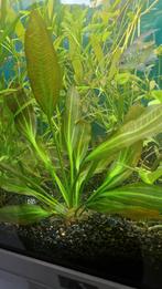 3 Pakketjes Aquarium planten met Tijgerlotus en Nymphoides, Dieren en Toebehoren, Vissen | Aquaria en Toebehoren, Ophalen of Verzenden