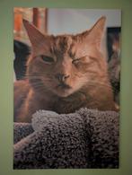 Canvas 80x120cm, Ophalen, Zo goed als nieuw