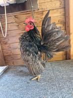 Mooie jonge serama haan evt. Met witte hen, Dieren en Toebehoren, Mannelijk, Kip