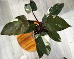 Philodendron Red Anderson, Ophalen of Verzenden, Overige soorten, Minder dan 100 cm