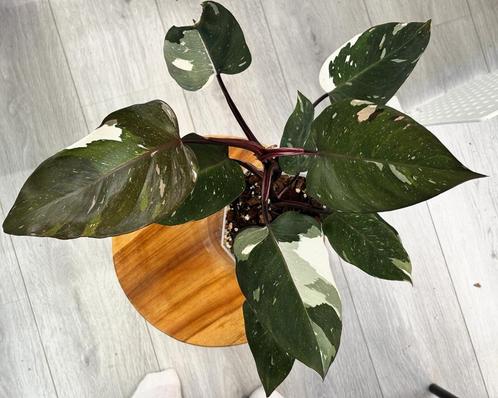 Philodendron Red Anderson, Huis en Inrichting, Kamerplanten, Overige soorten, Minder dan 100 cm, Ophalen of Verzenden