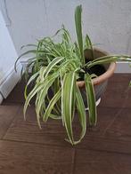 Plant, Ophalen, Overige soorten, Minder dan 100 cm
