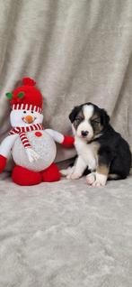 Border collie pups, 8 tot 15 weken, Collie, Meerdere, Meerdere dieren