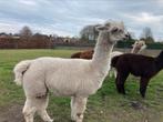 Alpaca merrie, Vrouwelijk