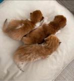 Brits korthaar kitten Black Golden shell & white, stamboom!, Dieren en Toebehoren, Katten en Kittens | Raskatten | Korthaar, Kater
