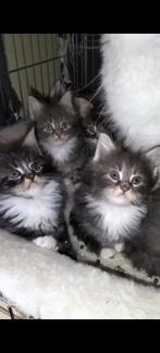 Turkse Angora kruising mainecoon kittens beschikbaar, Dieren en Toebehoren, Meerdere dieren, Gechipt, 0 tot 2 jaar