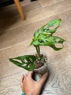 Monstera adonsonii, Ophalen of Verzenden, Halfschaduw, Minder dan 100 cm