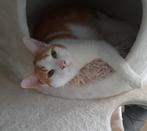 Ik zoek een gouden mandje, Kater