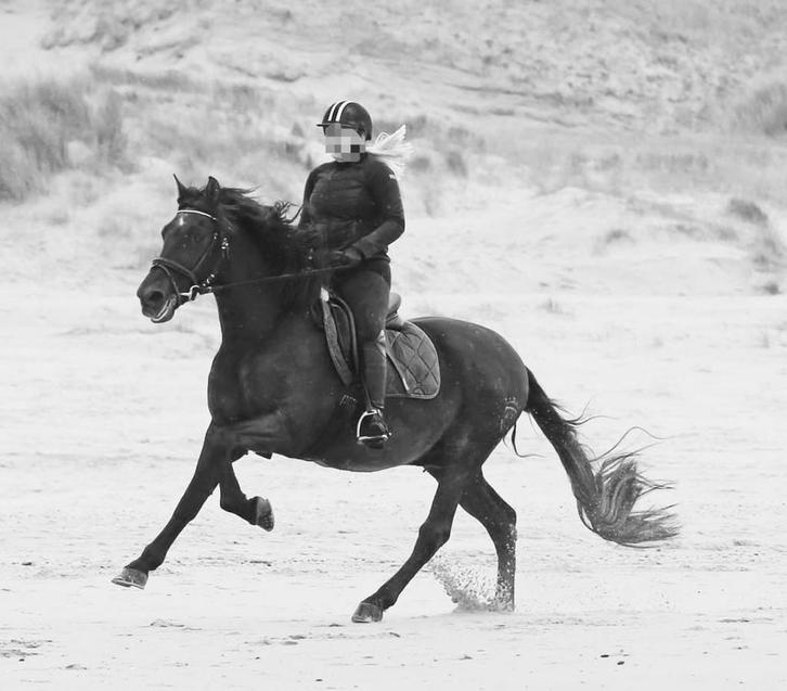 Super lief paard te koop, Dieren en Toebehoren, Paarden, Recreatiepaard