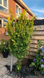 Mooie volle goudiep met frisse groen/gele bladeren goud iep, 100 tot 250 cm, Zomer, Ophalen, Volle zon
