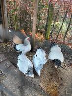 Kriel wyandote haan, Mannelijk, Kip