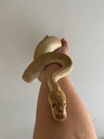 Lesser clown ballpython mannetje, Dieren en Toebehoren, Slang, 3 tot 6 jaar