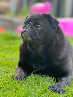 Aangeboden: Gouden mandje voor een mopsje, Dieren en Toebehoren, 6 jaar of ouder, Rabiës (hondsdolheid), Teef, Eén hond