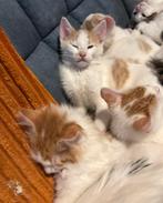 Maine Coon  kruising kittens, Meerdere dieren, Ontwormd, 0 tot 2 jaar