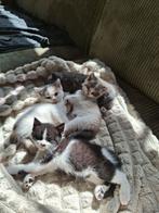 Twee kittens half Britse korthaar, Dieren en Toebehoren, Katten en Kittens | Raskatten | Korthaar