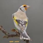 Major putter, Dieren en Toebehoren, Vogels | Kanaries, Meerdere dieren, Kleurkanarie