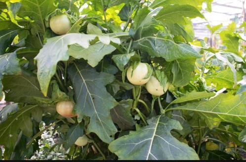 Afrikaanse aubergine of Antroewa BIOLOGISCH, Tuin en Terras, Planten | Tuinplanten, Eenjarig, Groenteplanten, Volle zon, Zomer