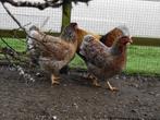 Te koop, wyandotte kriel goudblauw gezoomd., Dieren en Toebehoren, Pluimvee, Vrouwelijk, Kip