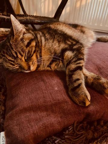 Mooie kitten beschikbaar voor biedingen