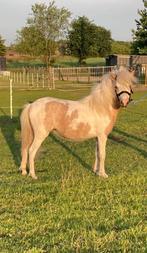 AMHA / NMPRS jaarling merrietje, Dieren en Toebehoren, Pony's, Merrie, Niet van toepassing, 0 tot 2 jaar, Recreatiepony