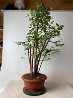 Ulmus meerstammige iep bonsai, Ophalen