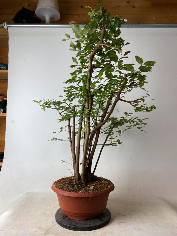 Ulmus meerstammige iep bonsai, Tuin en Terras, Planten | Tuinplanten, Ophalen