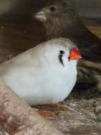 Witte zebravink vrouwtje, Vrouwelijk, Tropenvogel, Geringd