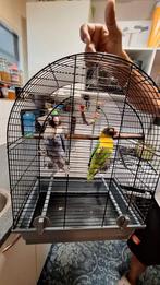 Agapornis Couple €75,-, Dieren en Toebehoren, Vogels | Parkieten en Papegaaien, Dwergpapegaai of Agapornis