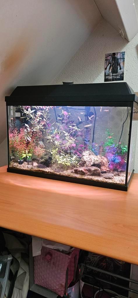 57 liter aquarium met toebehoren, Led, timer, filter, Dieren en Toebehoren, Vissen | Aquaria en Toebehoren, Gebruikt, Gevuld zoetwateraquarium