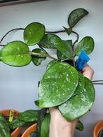 Hoya carnosa freckles splash/ zie omschrijving, Overige soorten, Minder dan 100 cm, Ophalen of Verzenden, Halfschaduw